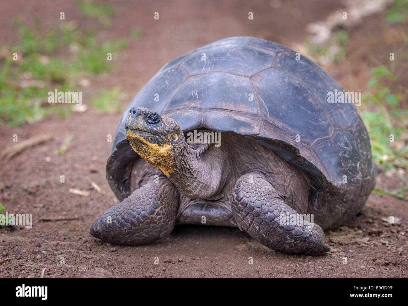 Riesenschildkröten, Galápagos-Inseln, Ecuador Stockfoto