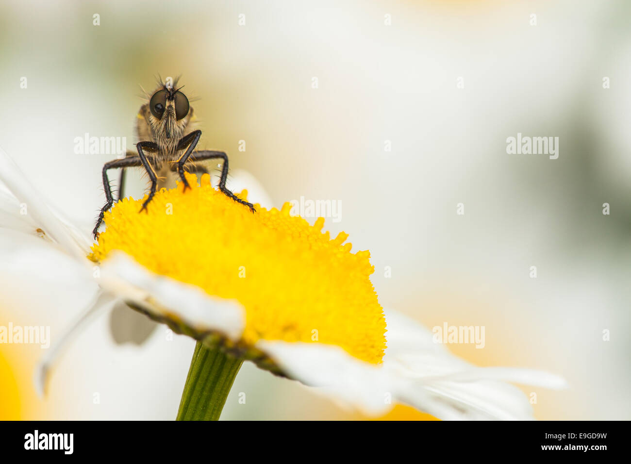 Robber Fly [Familie Asilidae] Stockfoto