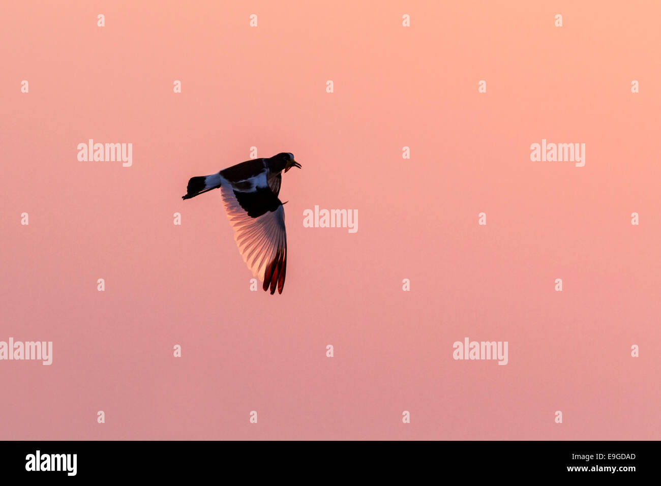 White-crowned Kiebitz (Vanellus Albiceps) während des Fluges bei Sonnenaufgang, Lake Kariba, Sambia Stockfoto
