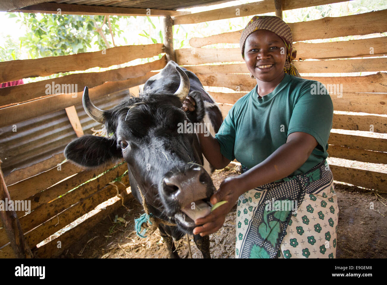 Kleinbauern mit einer Kuh in Arusha, Tansania, Ostafrika. Stockfoto