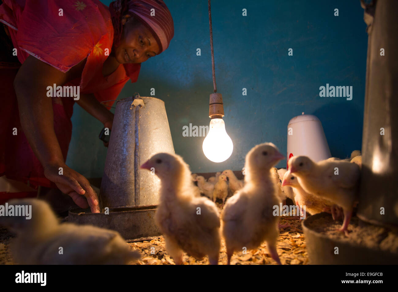 Hühnerfarm in Arusha, Tansania, Ostafrika. Stockfoto