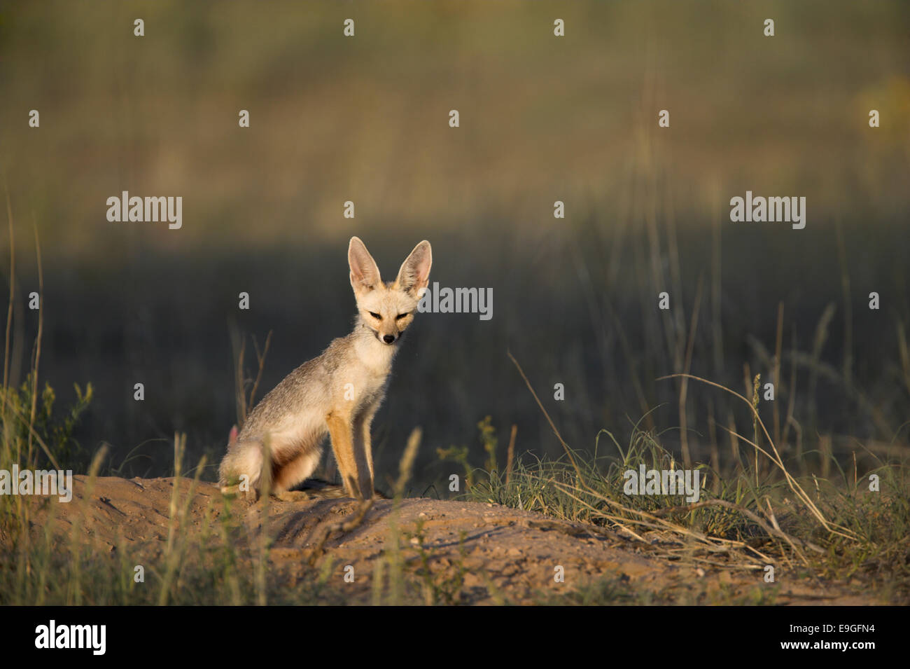 Silberfuchs (Kap), Vulpes Chama, Kgalagadi Transfrontier Park, Northern Cape, Südafrika Stockfoto