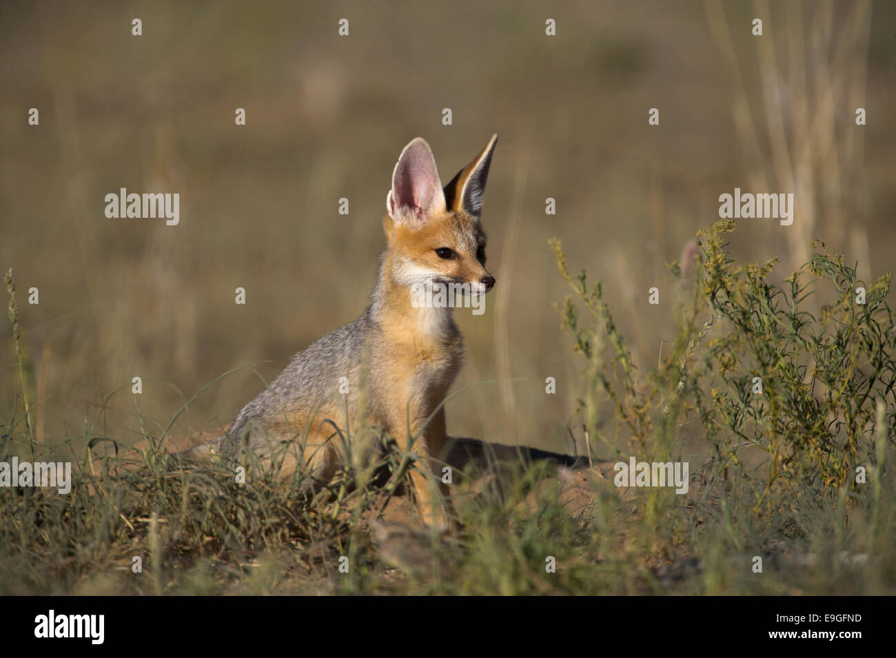 Silber oder Cape Fox, Vulpes Chama, Kgalagadi Transfrontier Park, Northern Cape, Südafrika Stockfoto