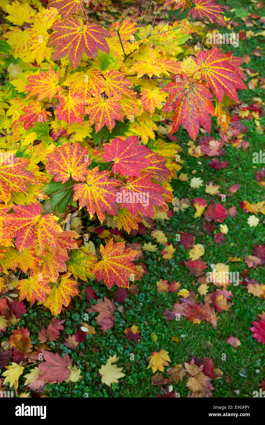 Acer Japonicum Vitifolium. Downy japanischer Ahorn oder Vollmond Ahorn Blätter Farbwechsel im Herbst Stockfoto