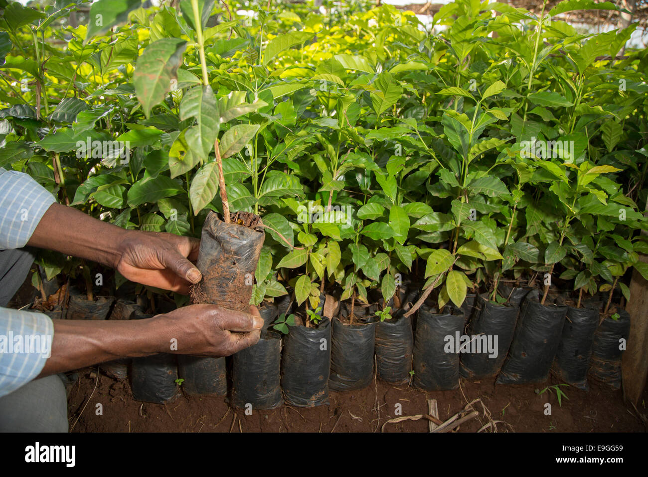 Ein Landwirt verwaltet Kaffee Setzlinge in der Baumschule Kabondo in Rachuonyo Süden, Kenia. Stockfoto