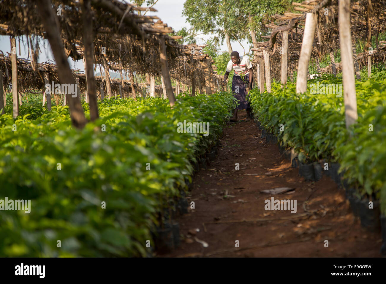 Ein Bauer Pflanzen Kaffee Setzlinge in der Baumschule am Kabondo Farmers Cooperative Society in Rachuonyo Süden, Kenia. Stockfoto