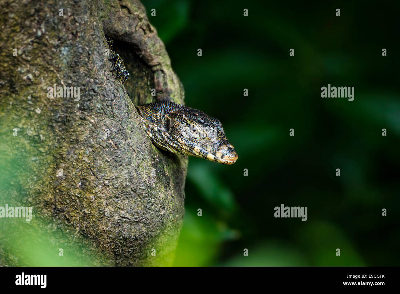 Malaiische Wasser-Waran (Varanus Salvator) ergibt sich aus einem Loch in einem Mangroven-Baum Stockfoto