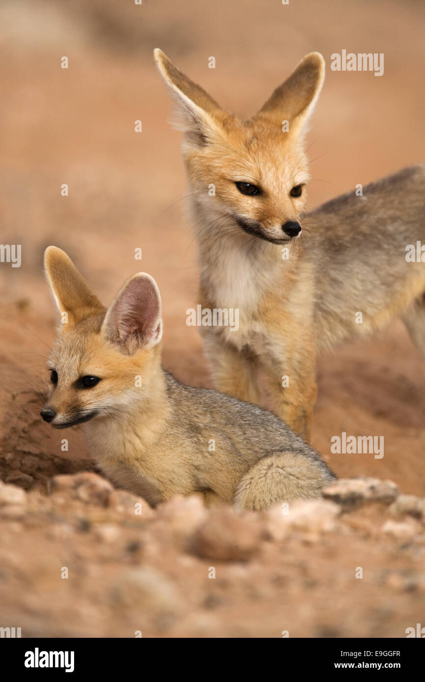 Cape Fox, Vulpes Chama, mit Welpen, Kgalagadi Transfrontier Park, Northern Cape, South Africa Stockfoto