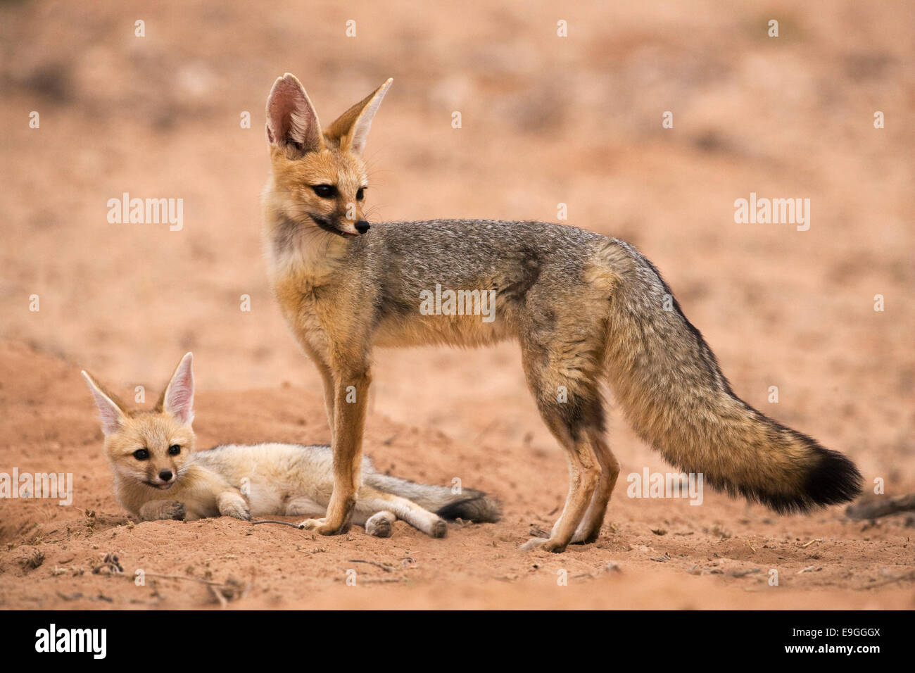 Cape Fox, Vulpes Chama, mit Welpen, Kgalagadi Transfrontier Park, Northern Cape, South Africa Stockfoto