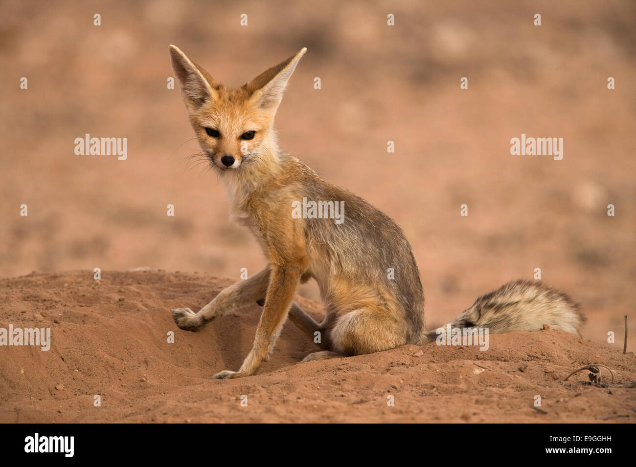 Cape Fox, Vulpes Chama, Kgalagadi Transfrontier Park, Northern Cape, Südafrika Stockfoto