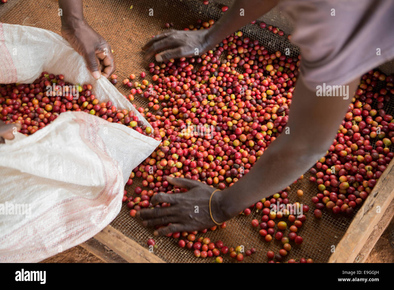 Kaffeekirschen werden sortiert und verpackt vor der Verarbeitung auf Orinde Farmers Cooperative Society in Rachuonyo Süden Kaffee, Kenia. Stockfoto
