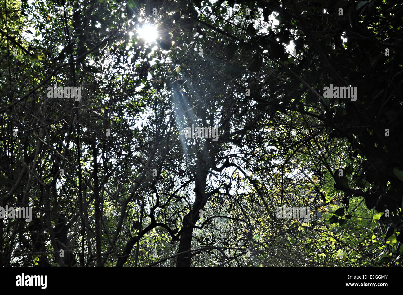 Lichtstrahl zwischen Bäumen Stockfoto