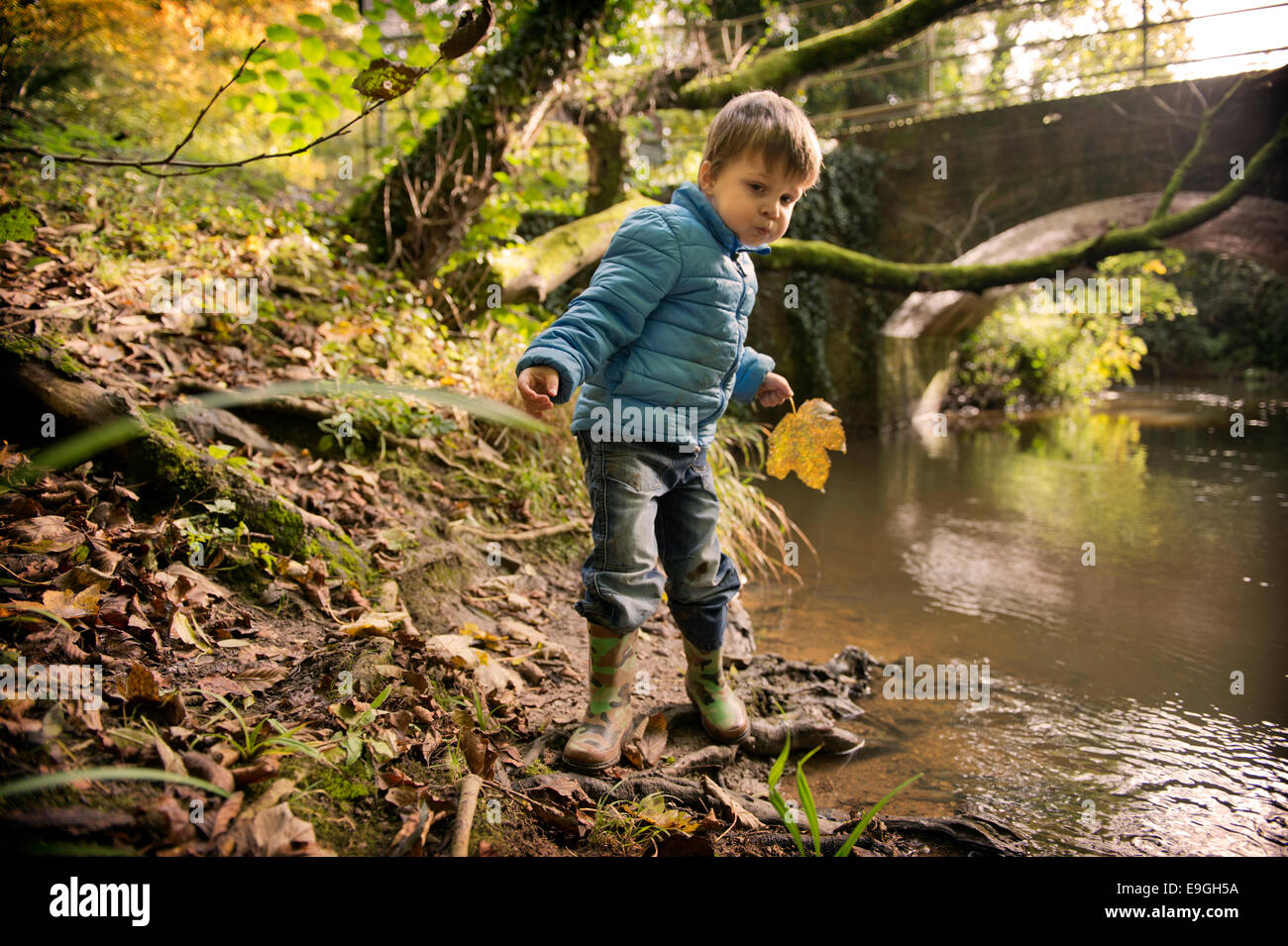 Kleiner Junge mit einen Umweg Ahorn Blatt an einem Herbstmorgen durch einen Waldbach UK Stockfoto
