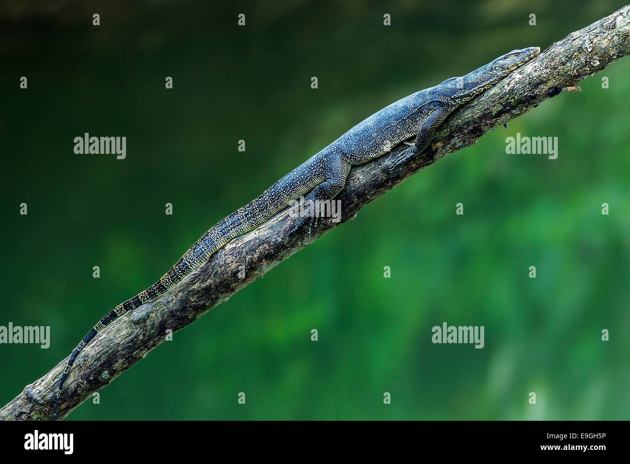 Malaiische Wasser Waran (Varanus Salvator) schlafen auf einem Mangroven-Baum Stockfoto