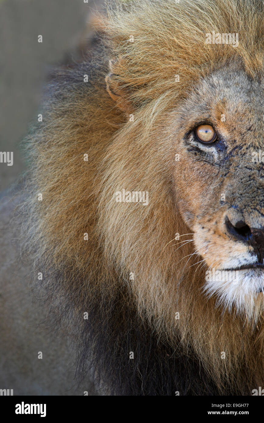 Lion, Panthera Leo, Krüger Nationalpark, Südafrika Stockfoto