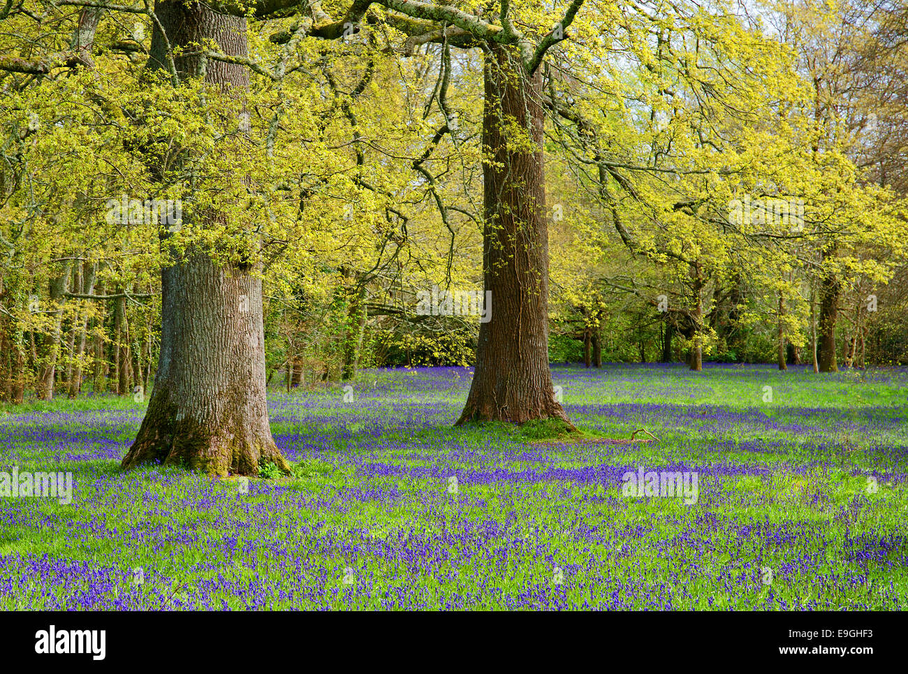 Frühling, Woodland, Cheshire, England, UK Stockfoto