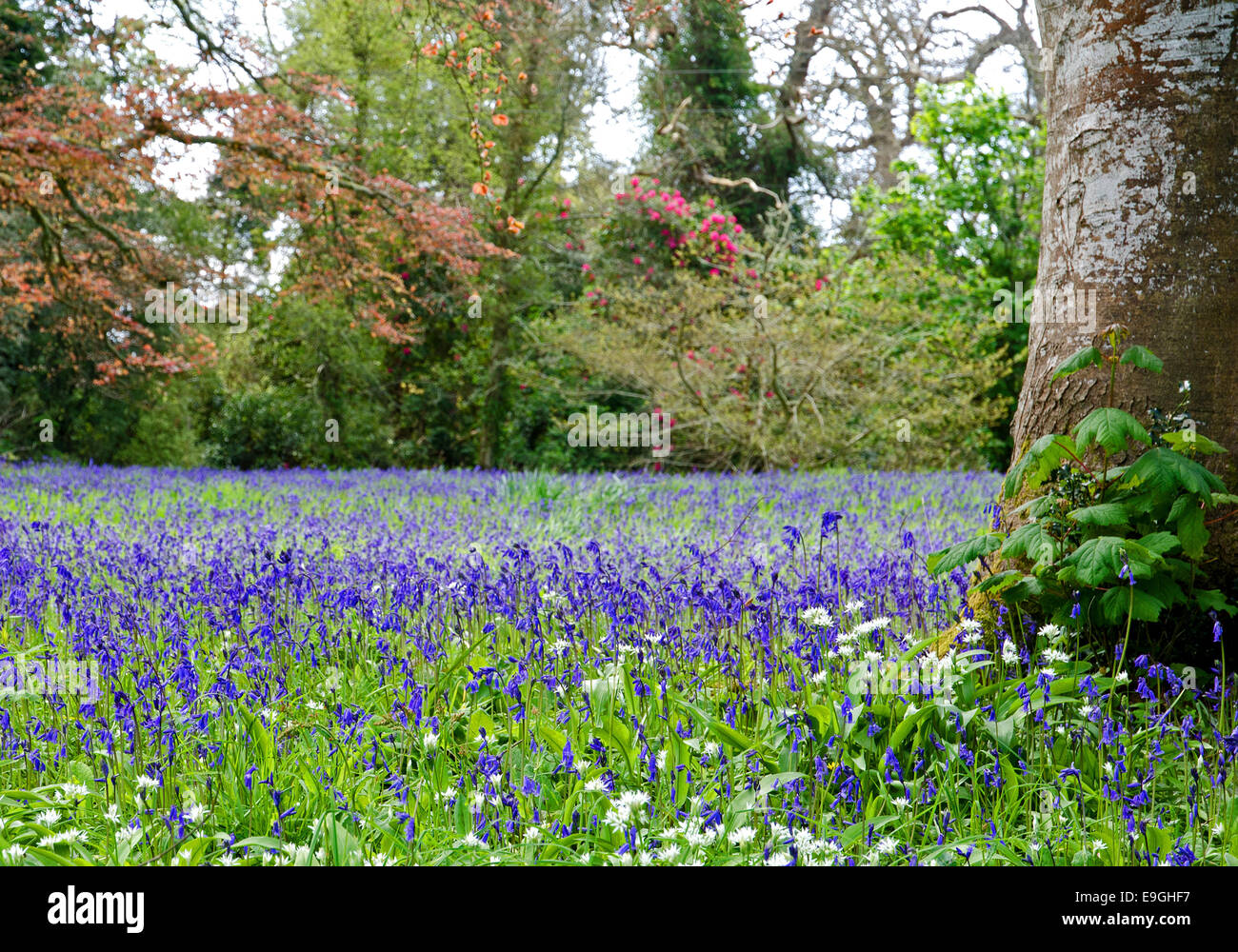 Frühling, Woodland, Cheshire, England, UK Stockfoto