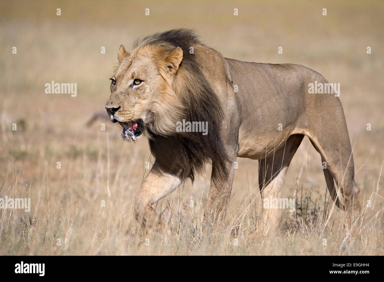Lion, Panthera Leo, Kgalagadi Transfrontier Park, Südafrika Stockfoto