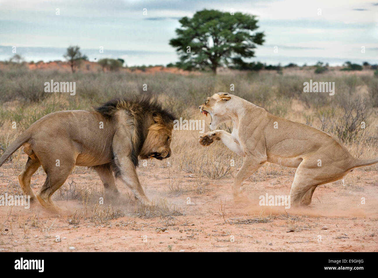 Löwen umwerben, Panthera Leo, Kgalagadi Tranfrontier Park, Südafrika Stockfoto