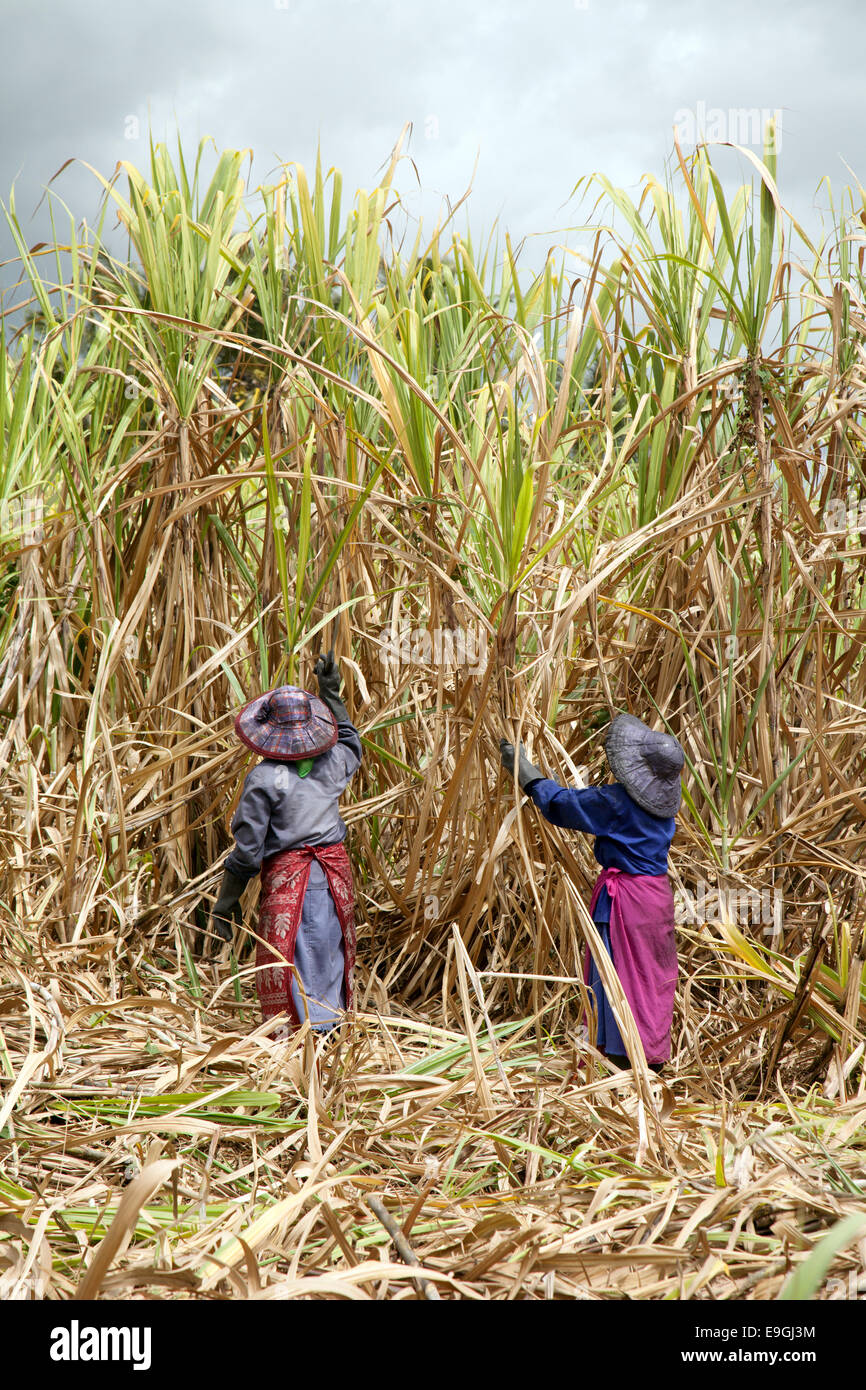 Mauritius Zuckerrohr; einheimische mauritische Frauen, die Zuckerrohr mit Kranken in einem Zuckerrohrfeld bei Flacq, Mauritius, ernten Stockfoto