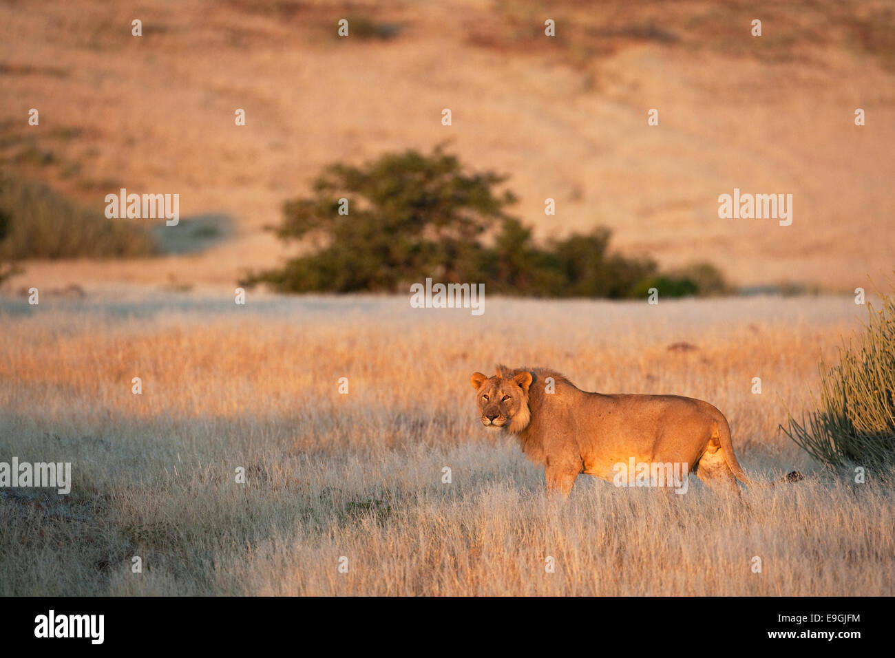 Löwe der Wüste, Panthera Leo, junger Mann, Kunene Region, Namibia, Afrika Stockfoto