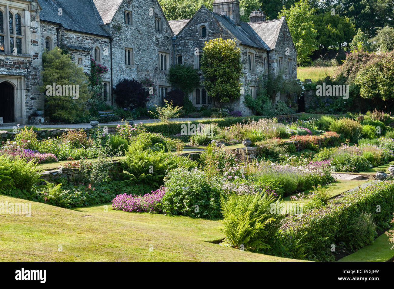 Cotehele, Saltash, Cornwall, UK. Die Gartenterrassen im Sommer Stockfoto