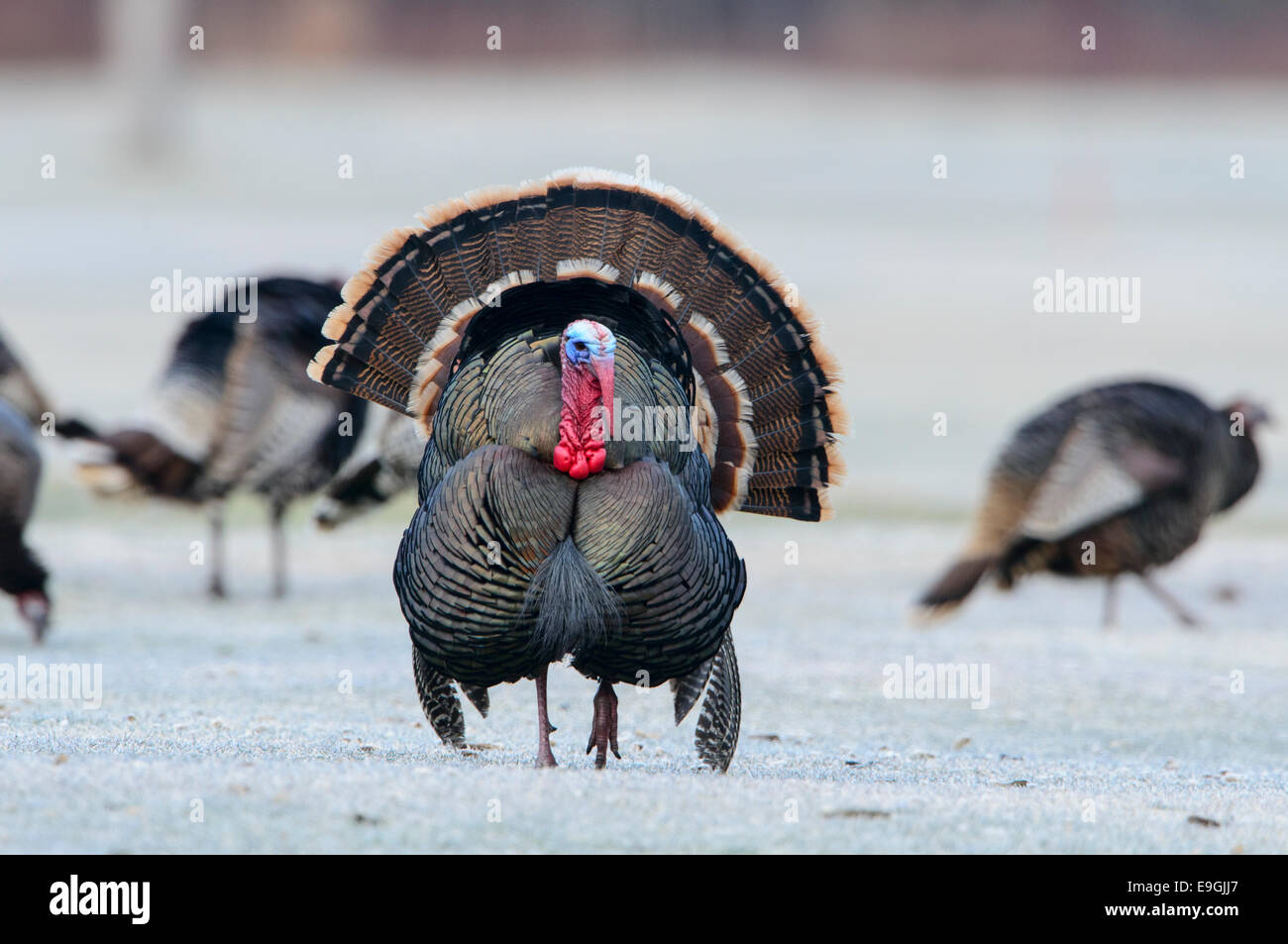 Wilder Truthahn, westliche Montana Stockfoto