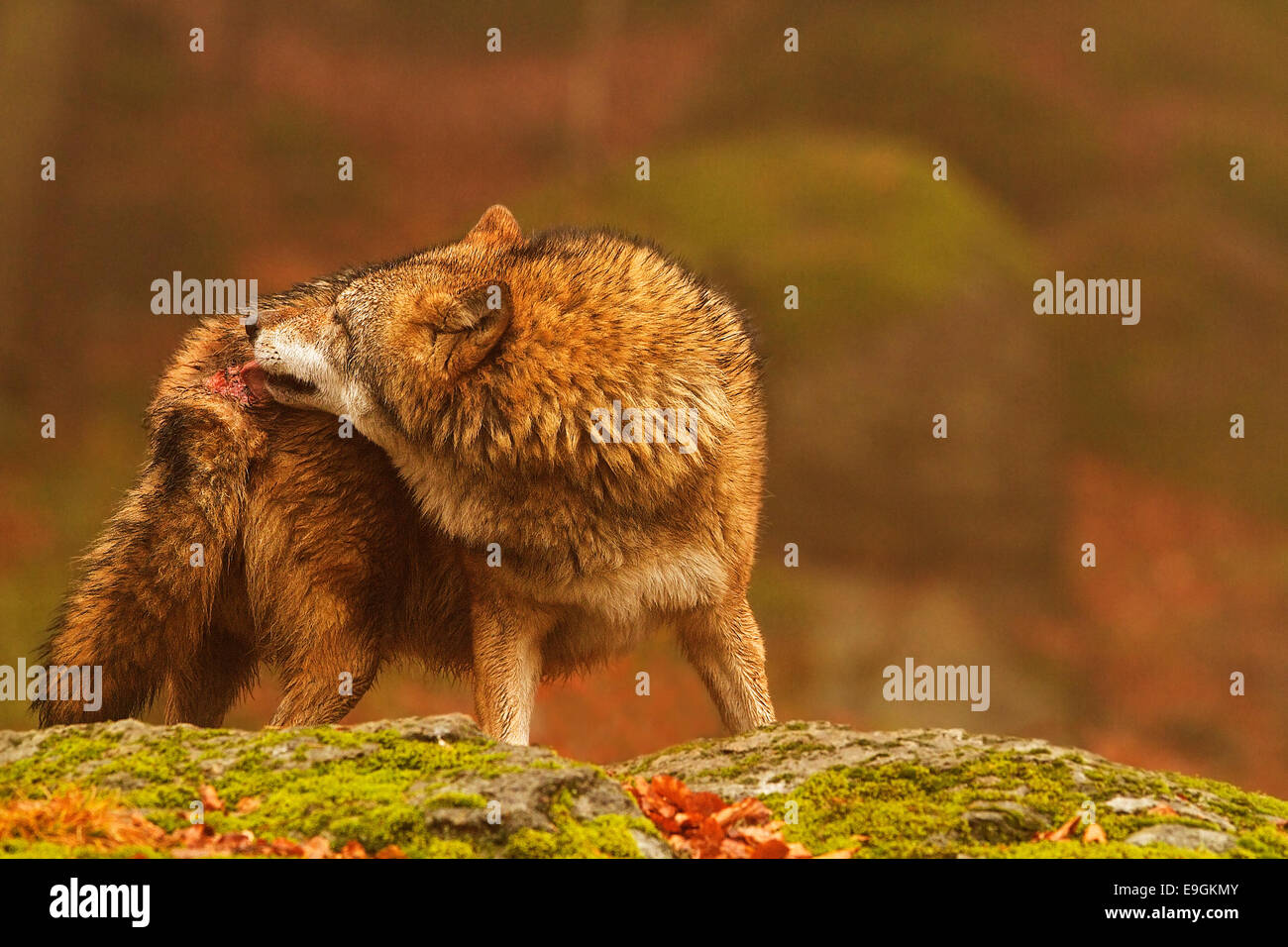 Gefangenen männlichen Grey Wolf leckt Wunde am Hinterteil zugefügt durch Rudelmitglieder, Nationalpark Bayerischer Wald, Deutschland Stockfoto