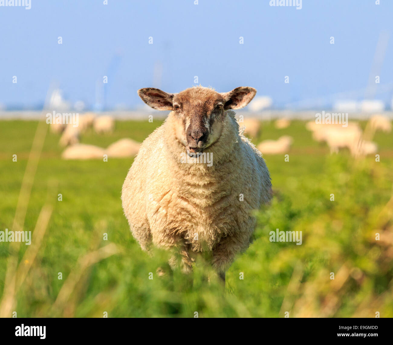 Eine skurrile wiederkäuende Schafe auf der Wiese Stockfoto