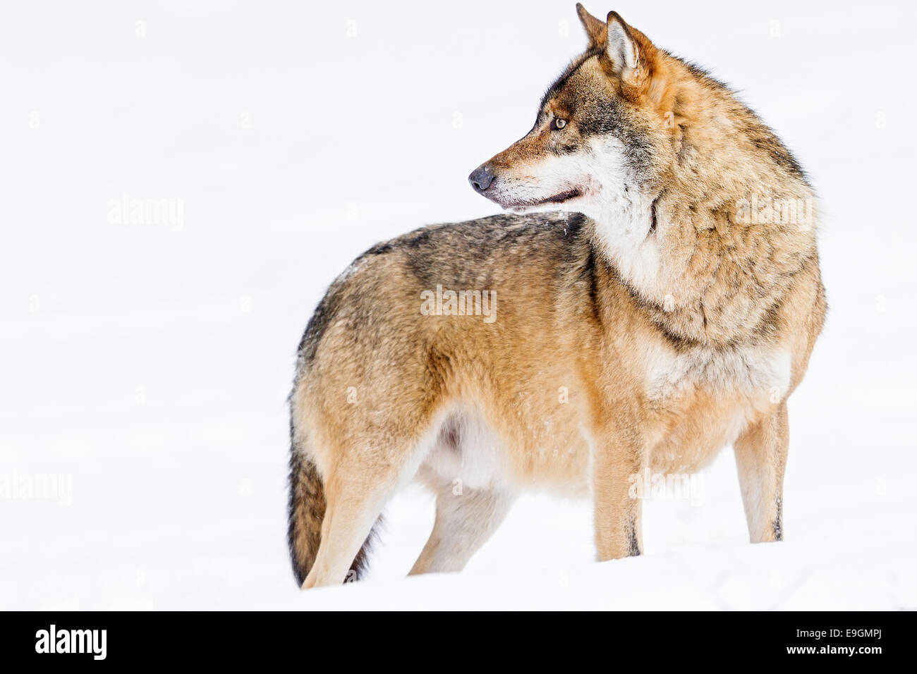 Captive graue Wolf (Canis Lupus) ständig wachsam und engagiert mit seiner Umgebung Stockfoto