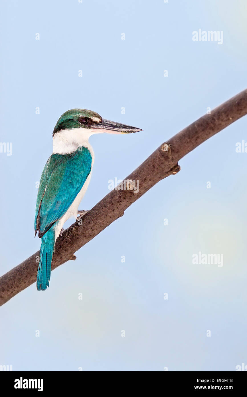 Collared Kingfisher (Todiramphus Chloris) thront auf einem Parkplatz-Baum in einer Wohnsiedlung Stockfoto