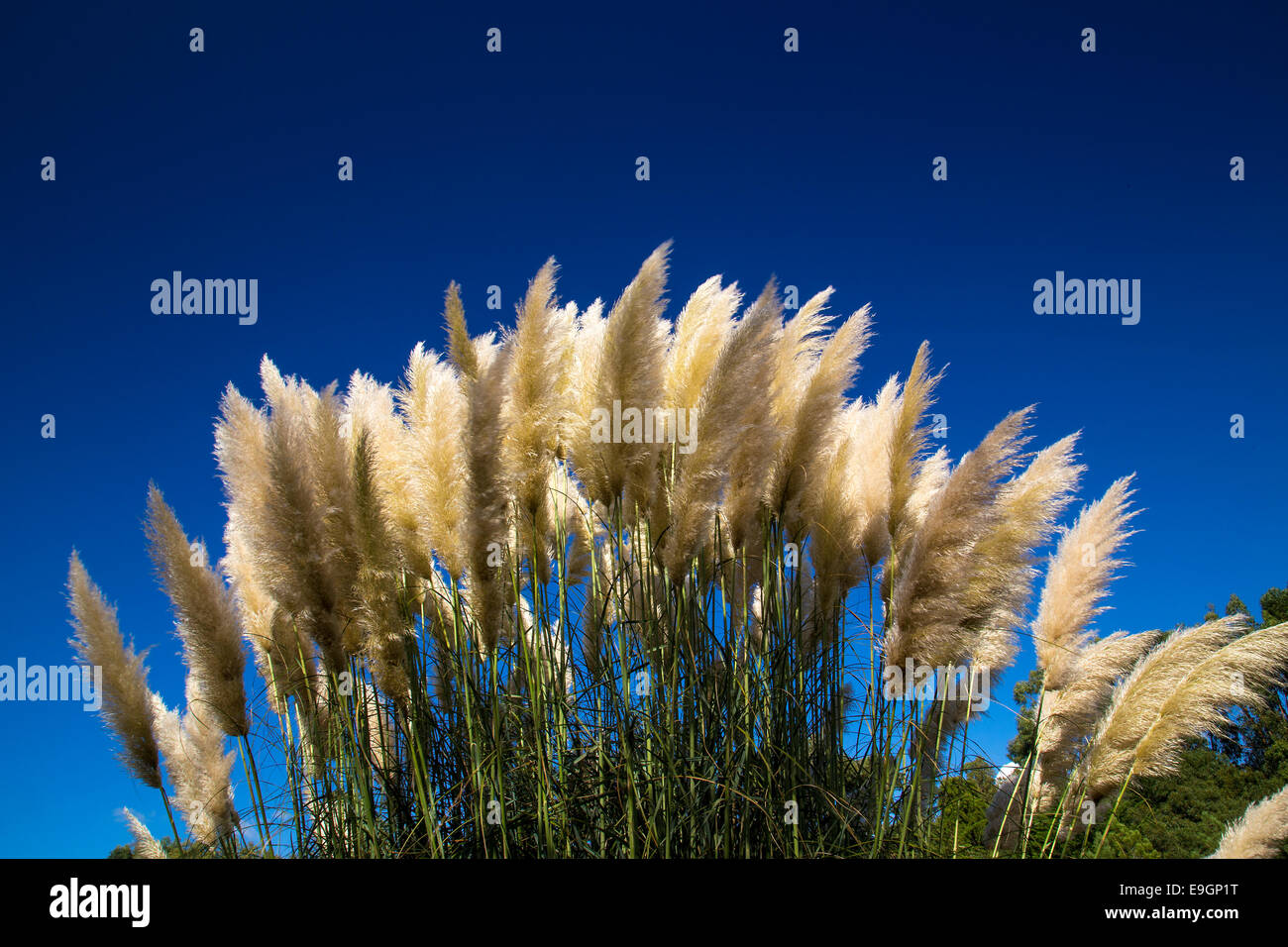 Pampasgras vor einem strahlend blauen Himmel. Stockfoto