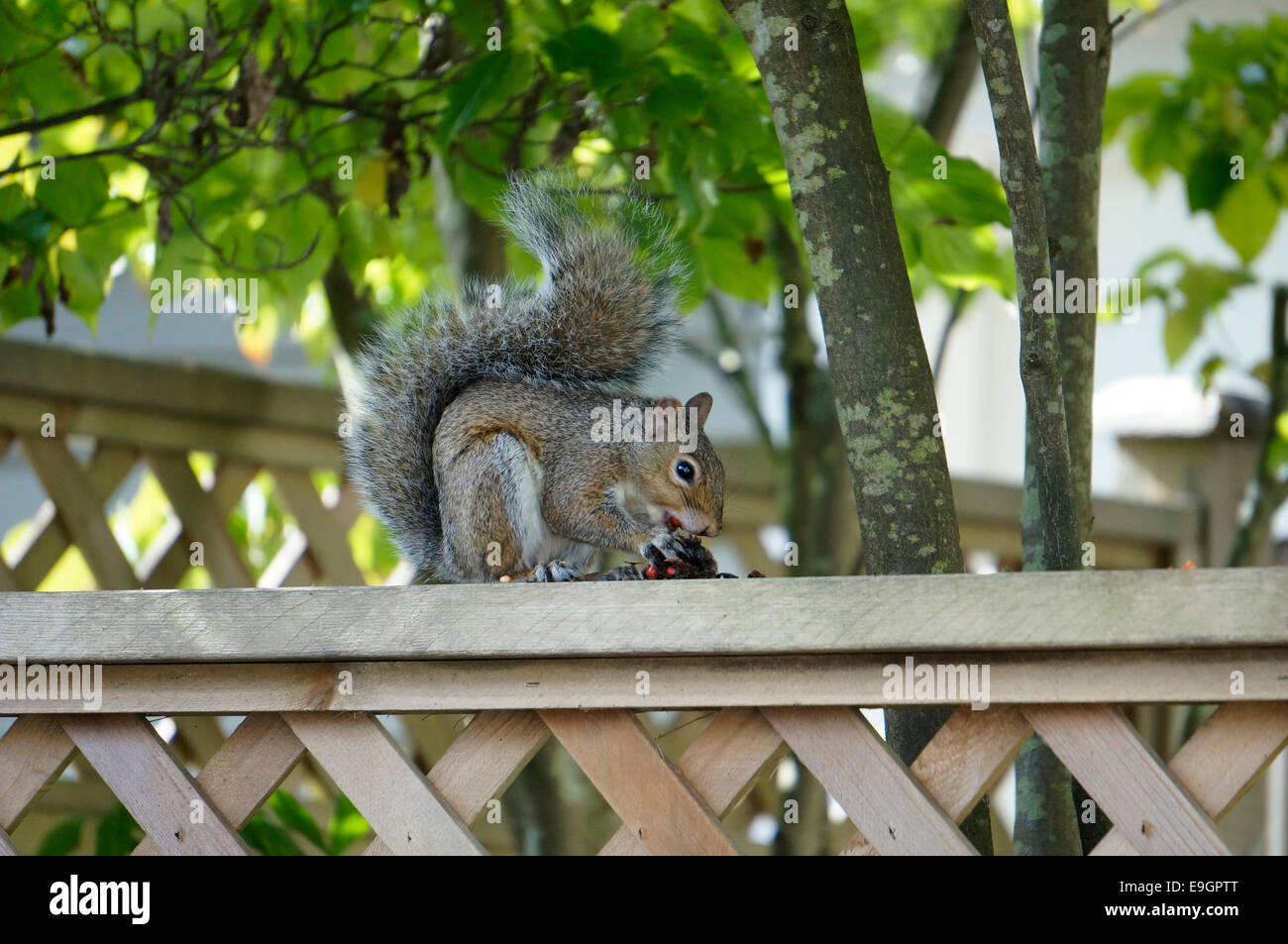 Westliches graues Eichhörnchen (Sciurus griseus), das auf einem hölzernen Hinterhofzaun sitzt und rote Beeren frisst, Vancouver, British Columbia, Kanada Stockfoto