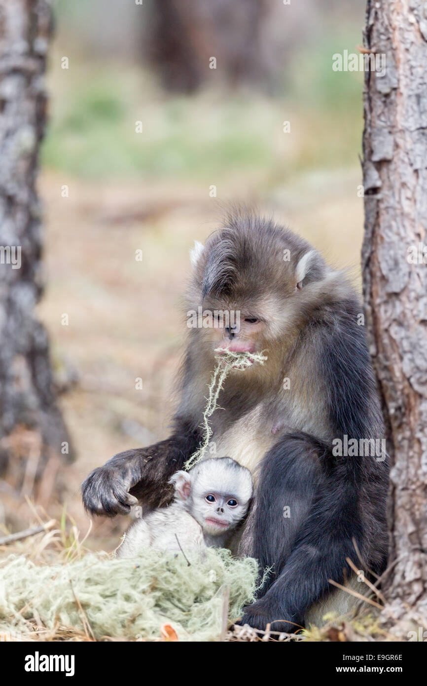 Yunnan Snub-nosed Affe (Rhinopithecus Bieti) Mutter ernährt, während ihr Baby klammert sich an ihrer Seite Stockfoto