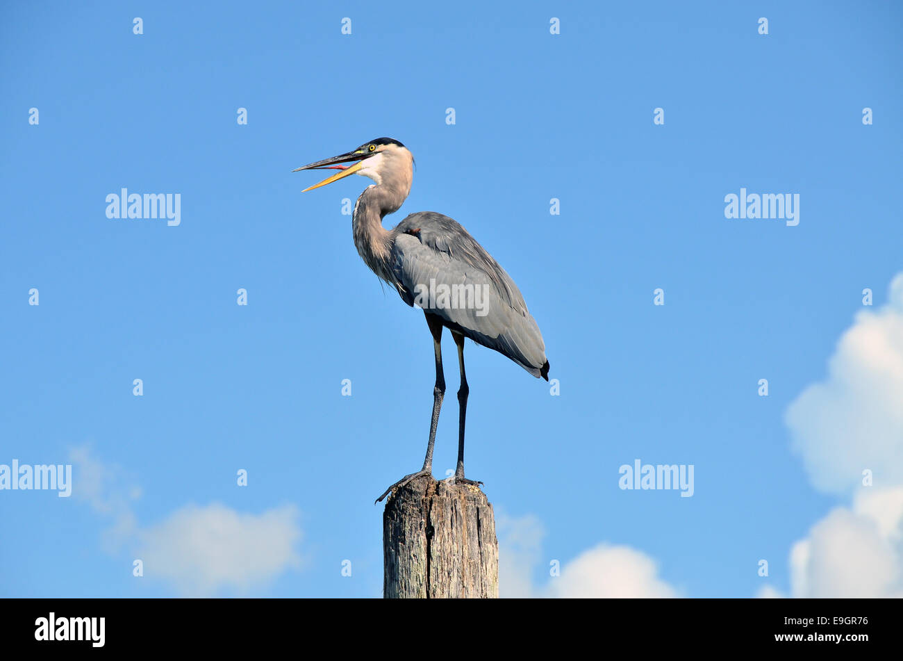 Great Blue Heron auf West Lake Toho in Southport Park in der Nähe von Kissimmee, Florida. Stockfoto