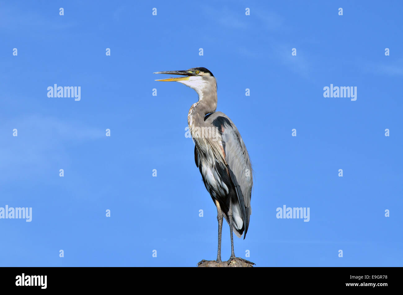 Great Blue Heron auf West Lake Toho in Southport Park in der Nähe von Kissimmee, Florida. Stockfoto