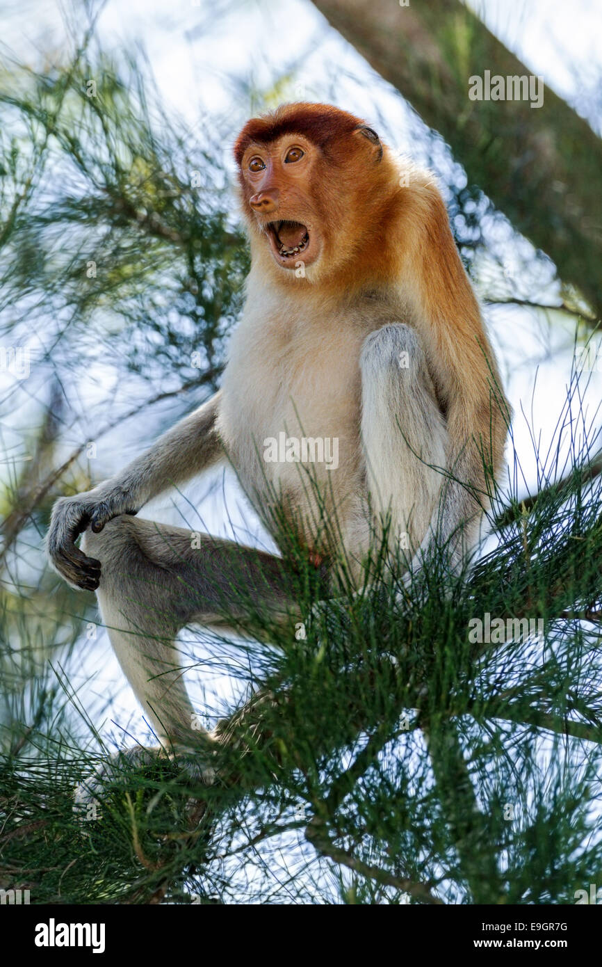Männliche Proboscis Affe agonistische Display (Crab-eating Makaken Fütterung in der Nähe) Stockfoto