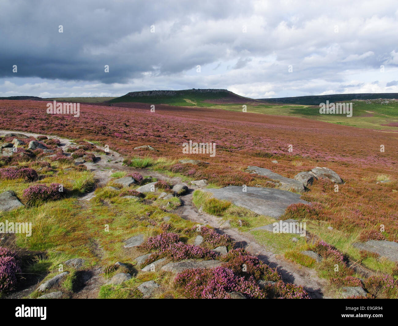 Heather Moore in voller Blüte im Vereinigten Königreich Peak District Stockfoto