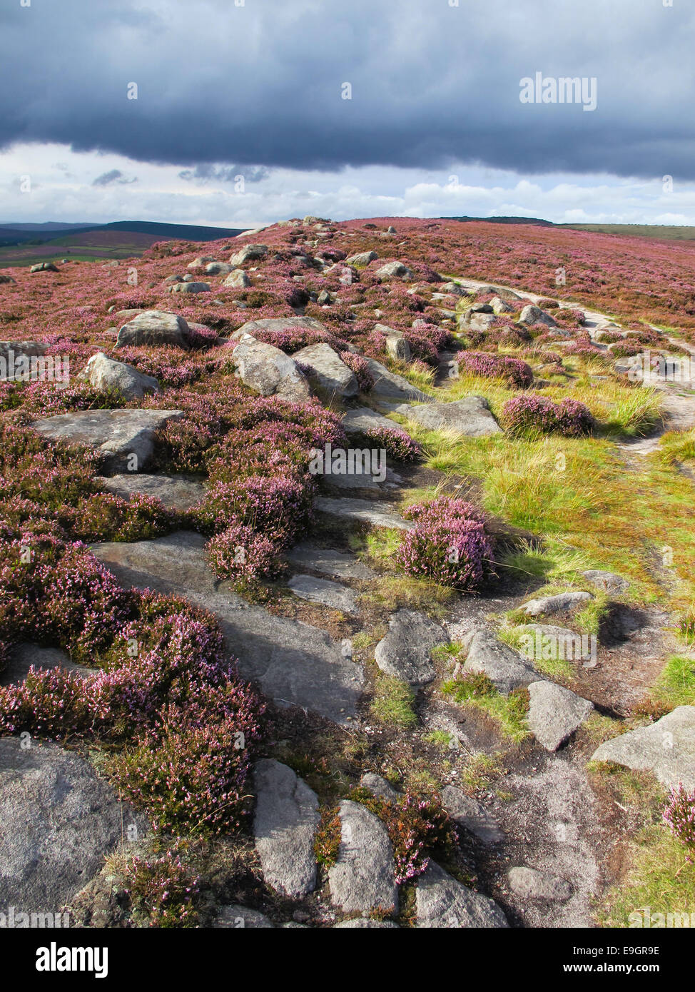 Heather Moore in voller Blüte im Vereinigten Königreich Peak District Stockfoto