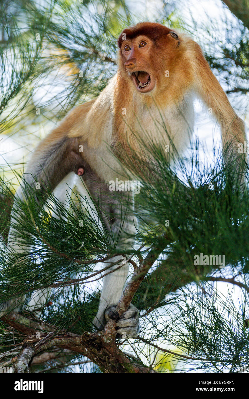 Männliche Proboscis Affe agonistische Display (Crab-eating Makaken Fütterung in der Nähe) Stockfoto