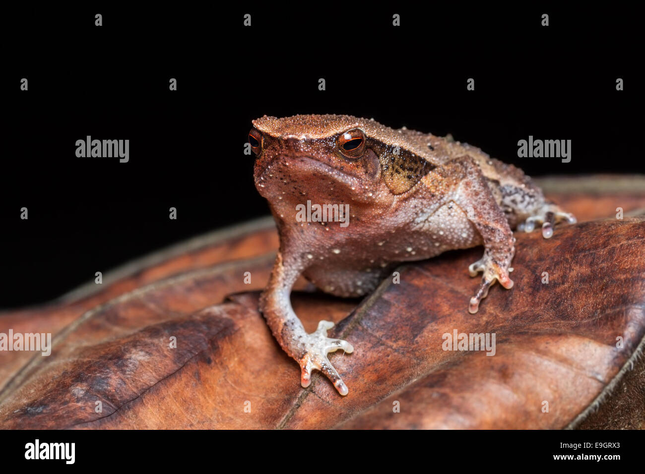 Black-spotted Sticky Frog (Kalophrynus Pleurostigma) in einem malaysischen Regenwald in der Nacht Stockfoto