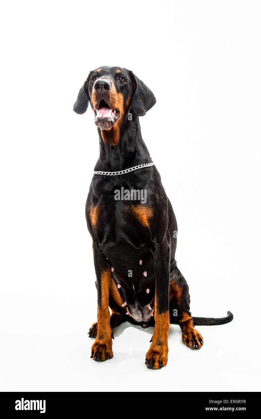 Dobermann Sweatshirt - Fotorealistisches Hunde Design In Stolzer Pose