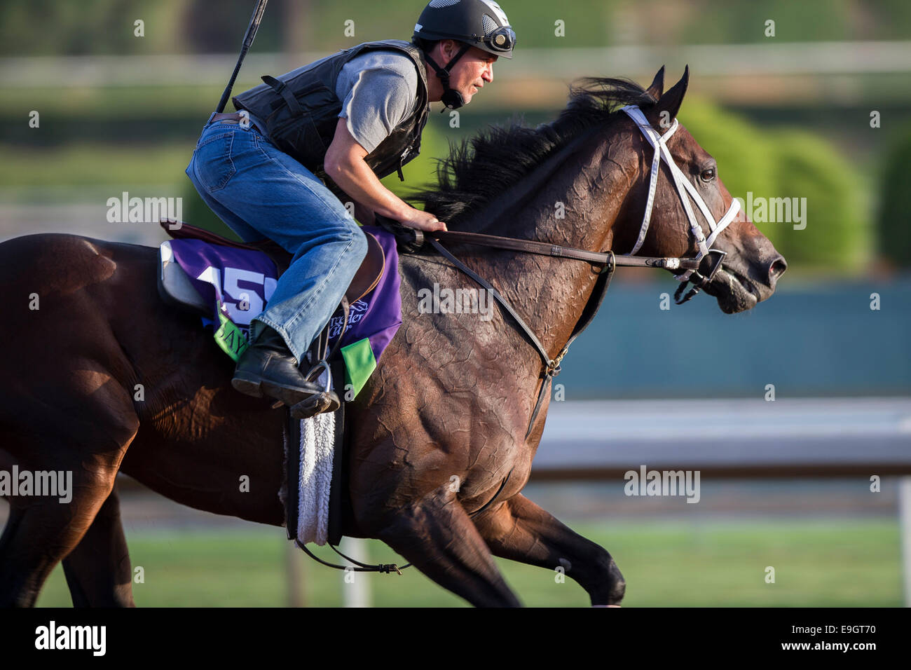 Arcadia, Kalifornien, USA. 27. Oktober 2014. Sayaad, trainiert von Kiaran McLaughlin, Übungen zur Vorbereitung auf der Breeders' Cup Mile bei Santa Anita Race Course in Arcadia, Kalifornien am 27. Oktober 2014. Kazushi Ishida/ESW/CSM/Alamy Live-Nachrichten Stockfoto