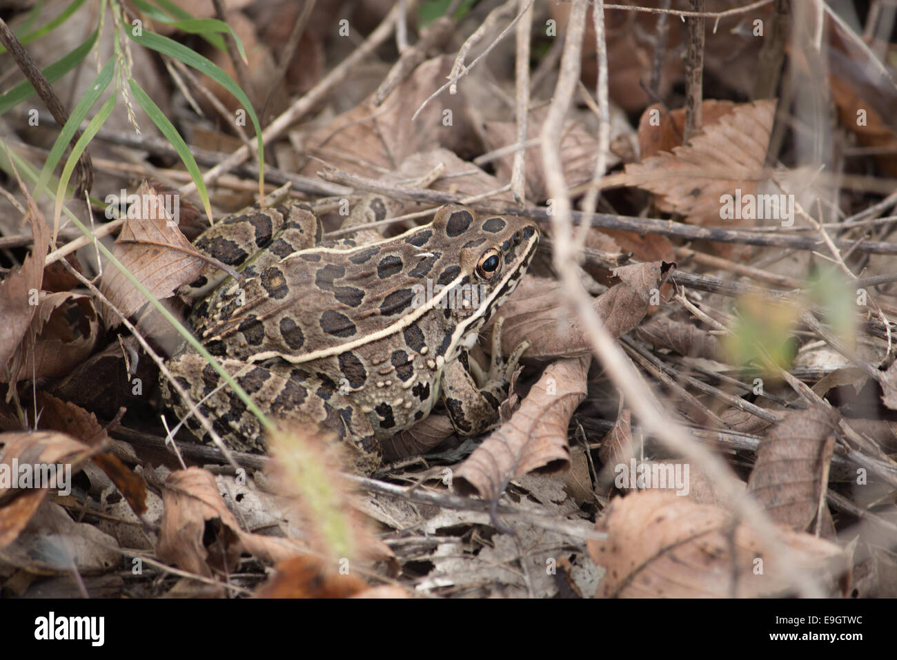 Frosch auf der Suche nach etwas zu Essen auf dem Waldboden. Stockfoto