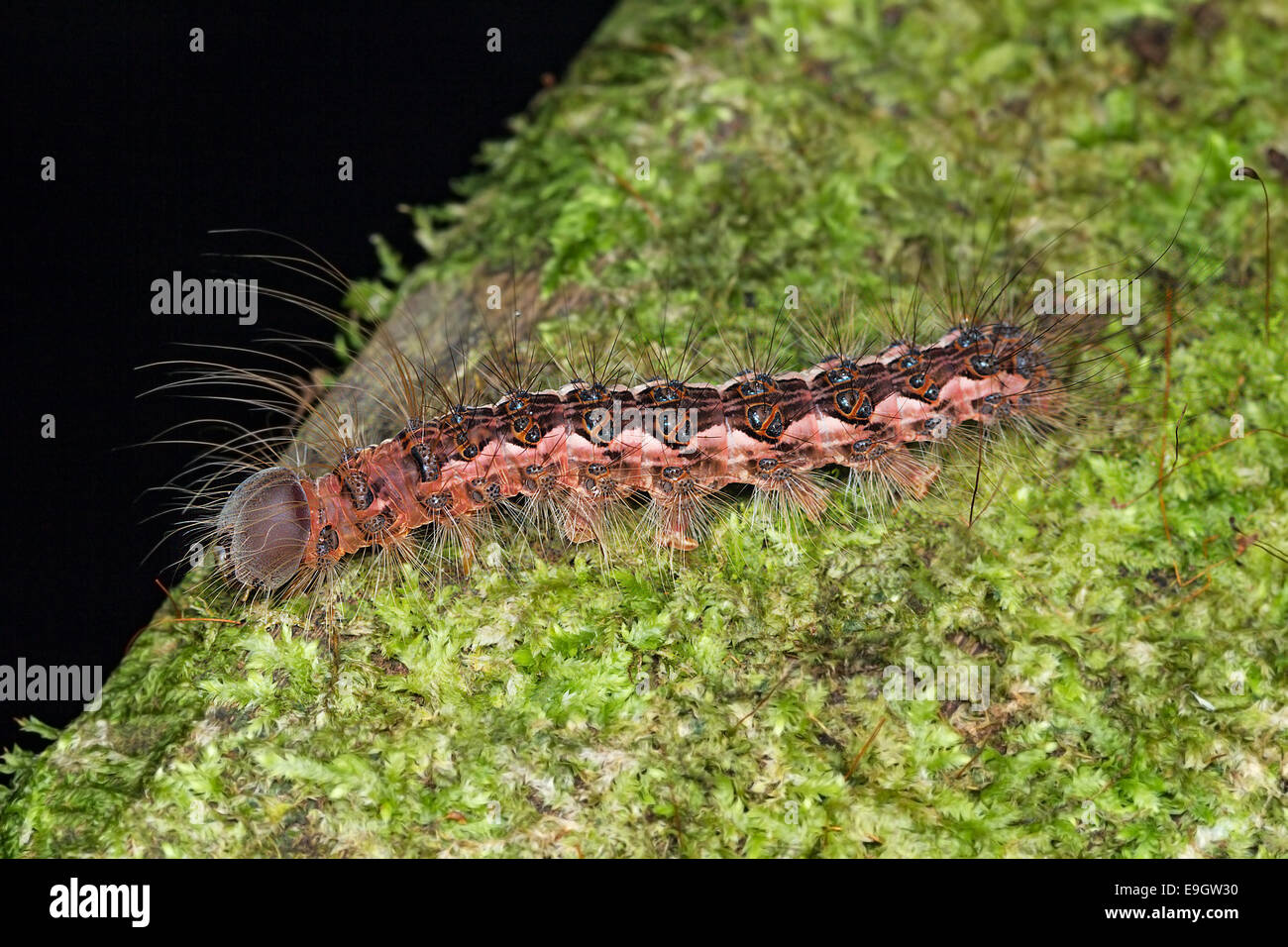 Caterpillar, Borneo Stockfoto