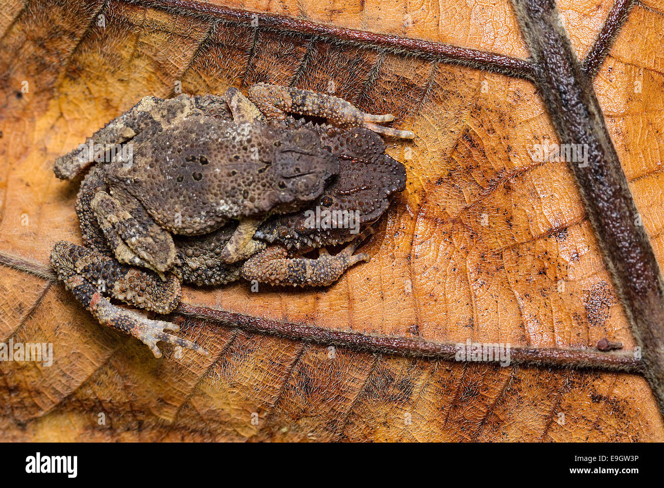 Paarung zweier Zwerg Stream Kröte (Ingerophrynus Parvus) in Amplexus im tropischen Regenwald von Malaysia Stockfoto