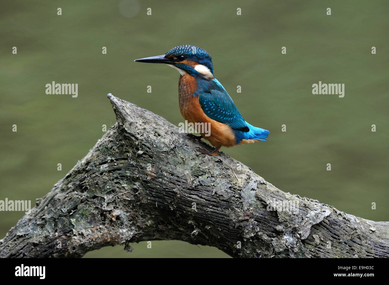 Eisvogel Alcedo Atthis Stockfoto