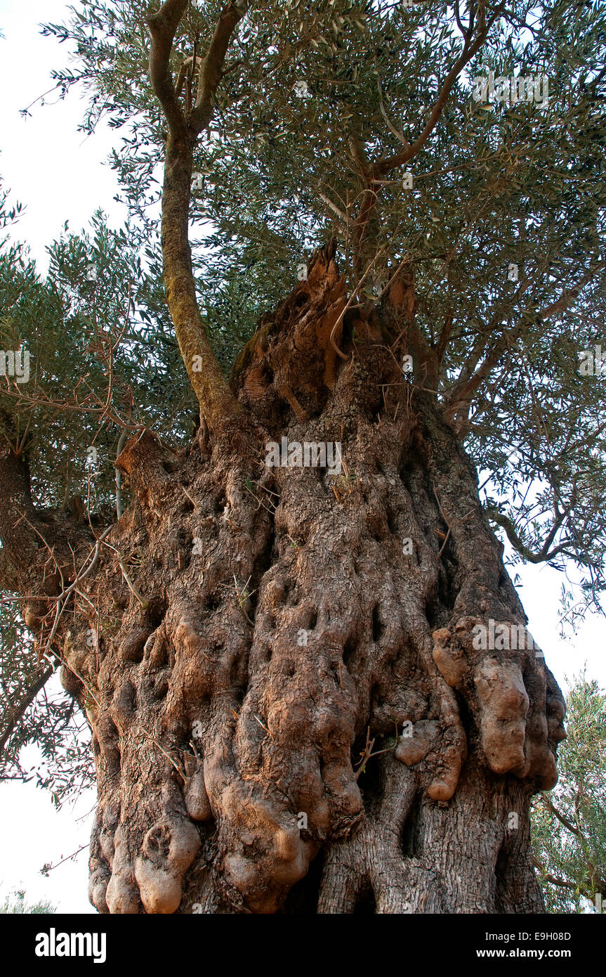 Alter Olivenbaum Stockfoto