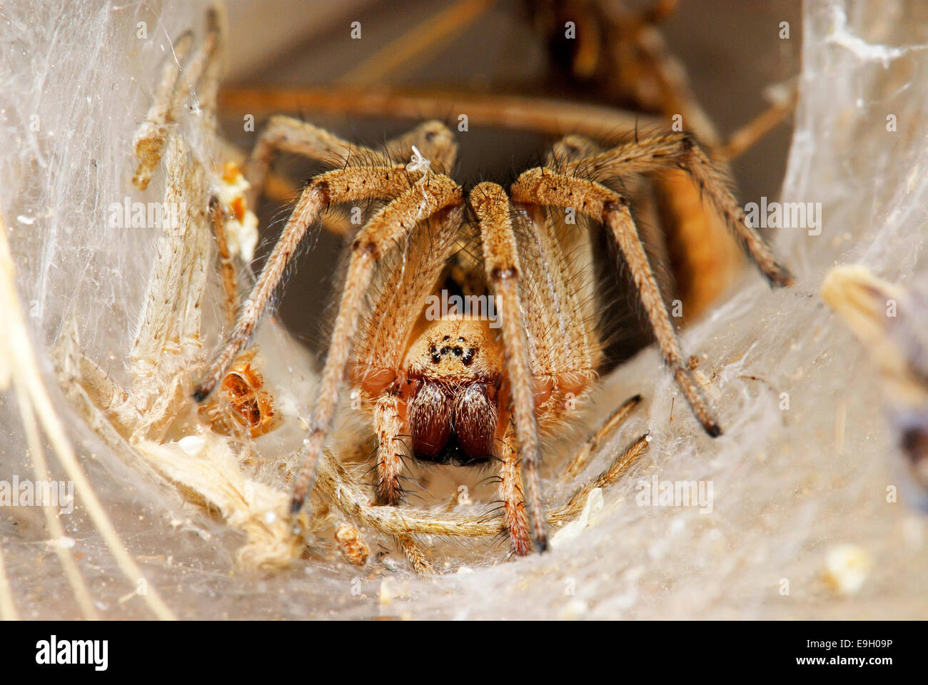 Spinne, Agelenidae Stockfoto