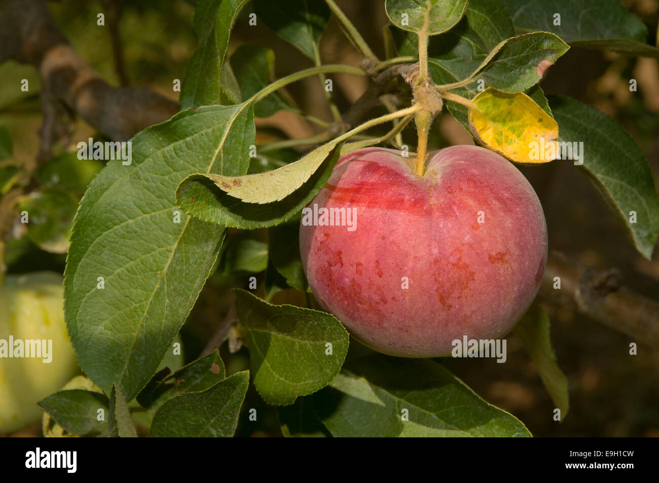Apple Tree, Las Navas De La Concepcion, Sevilla Provinz, Region von Andalusien, Spanien, Europa Stockfoto